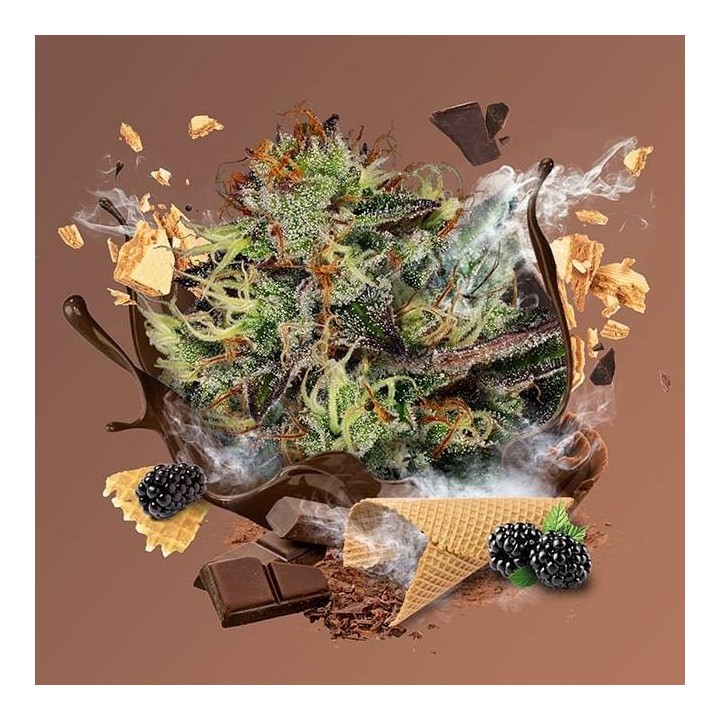 Chocolate Wafflez de Paradise Seeds