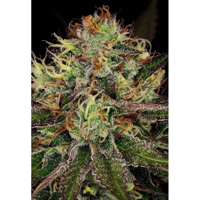 Chocolate Wafflez de Paradise Seeds