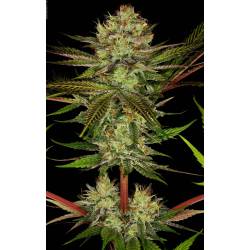 Chocolate Wafflez de Paradise Seeds