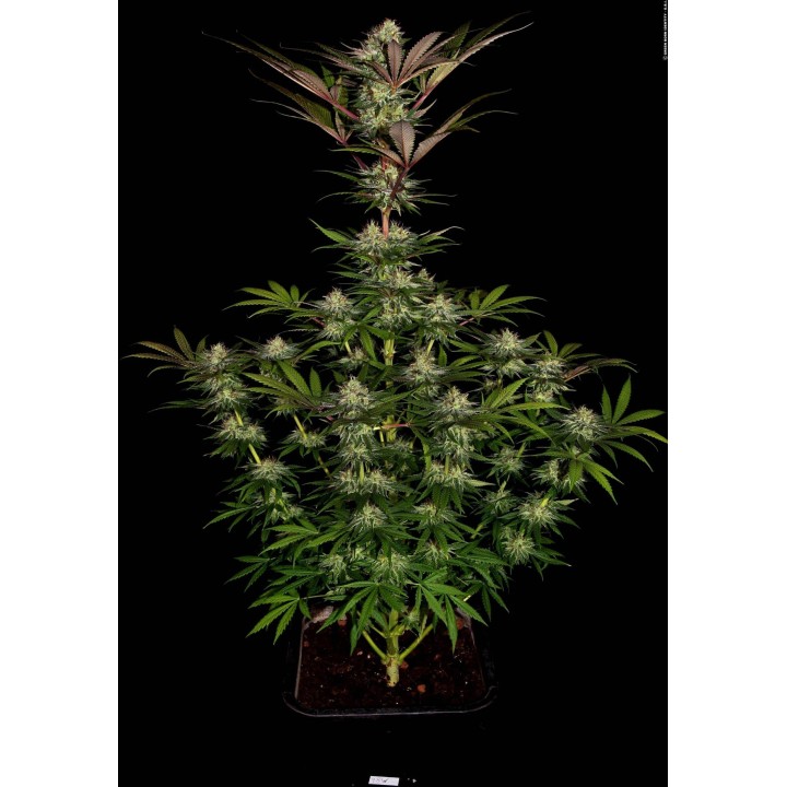 Chocolate Wafflez de Paradise Seeds