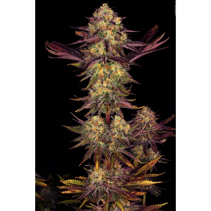 Tangerine Sorbet de Paradise Seeds