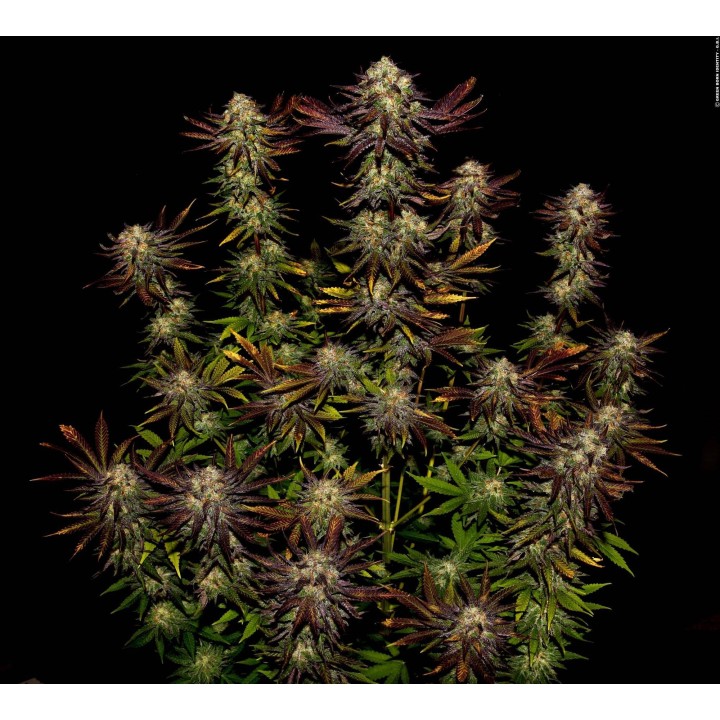Tangerine Sorbet de Paradise Seeds