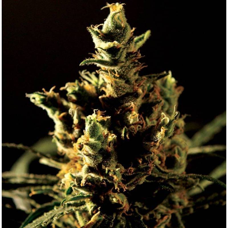 The Bulldog Haze Feminizada de The Bulldog Seeds