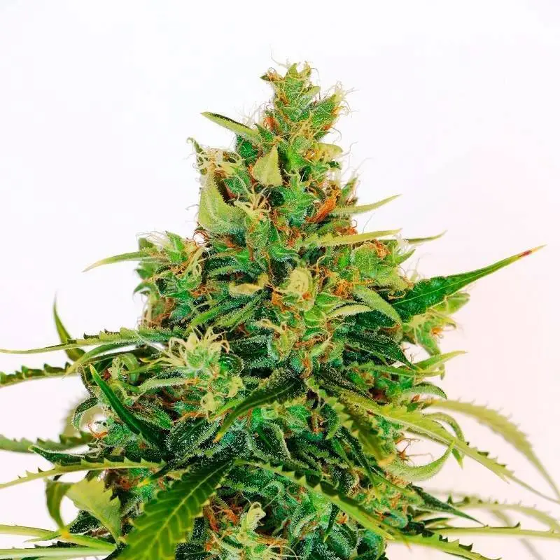Gelato-K Feminizada a granel de Genericos MP Gelato-K Feminizada a granel de Genericos MP