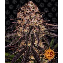 Biscotti Mintz Feminizada de Barney's Farm