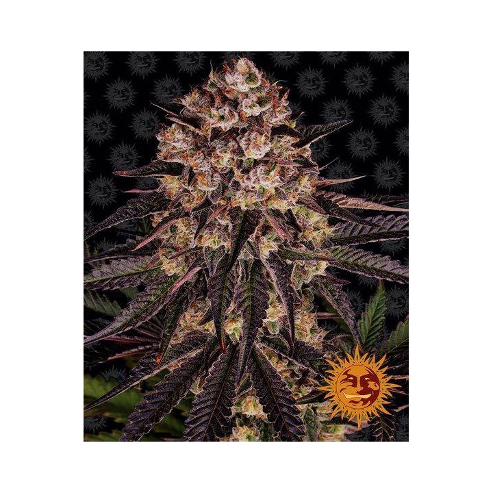 Biscotti Mintz Feminizada de Barney's Farm