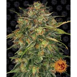 Cheese Feminizada de Barney's Farm