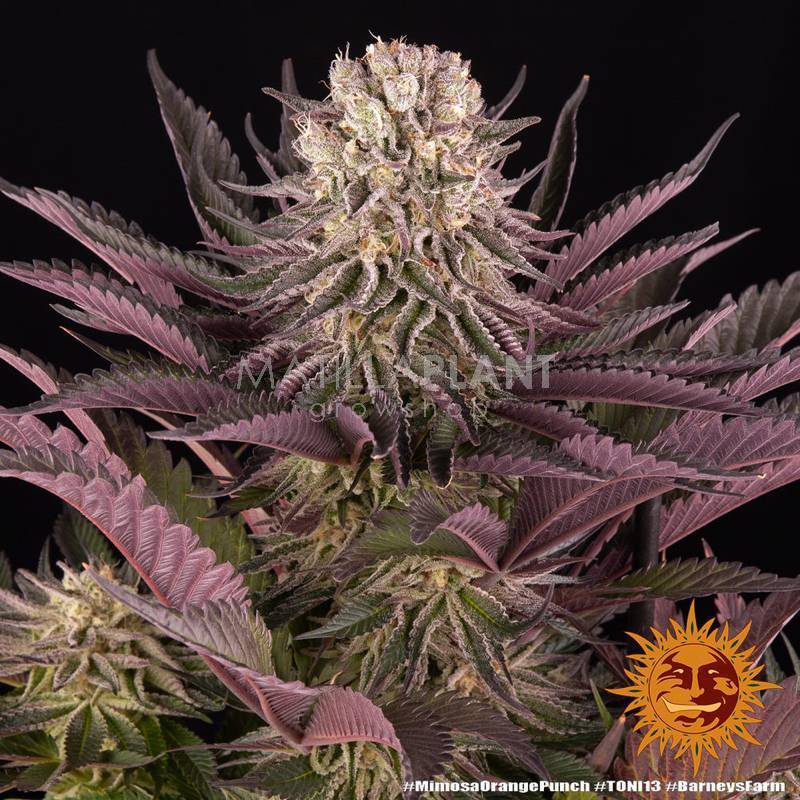 Mimosa x Orange punch Feminizada de Barney's Farm