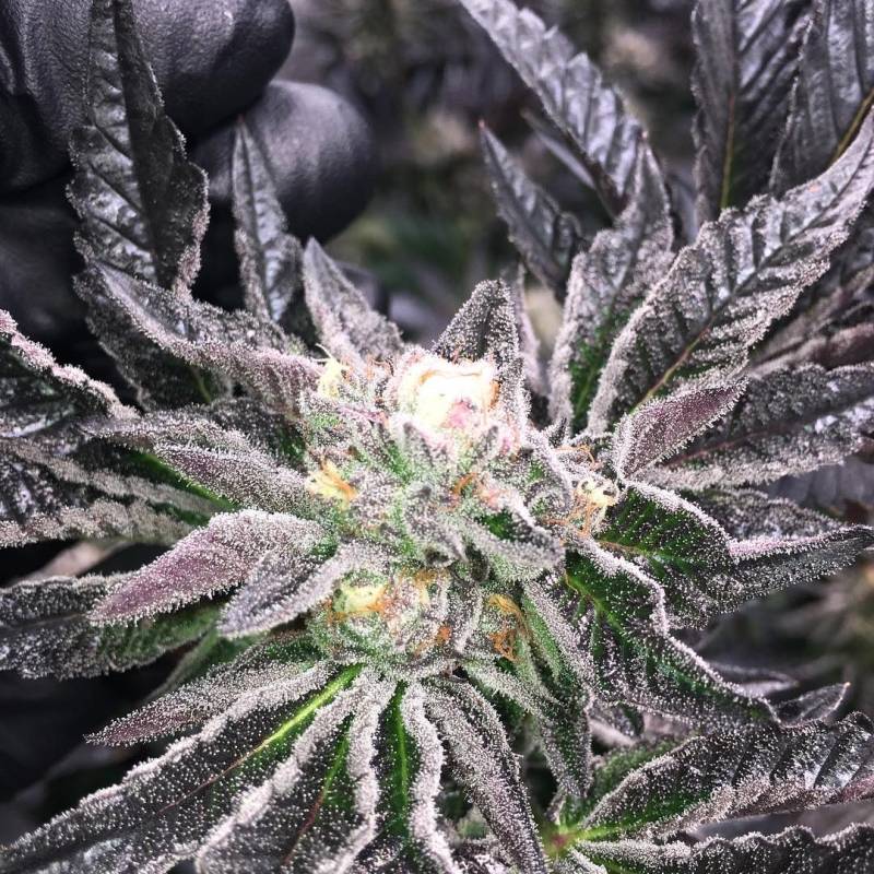 Straw Boujee Feminizada de Purple City Genetics