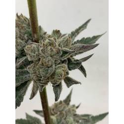 Blueprint S1 Feminizada de Purple City Genetics