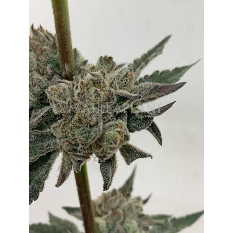 Fillmore Slim de Purple City Genetics