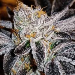 Acid Wash - El Krem de Purple City Genetics