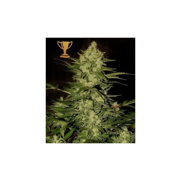 Mr. Amnesia Mass Fem de Mr. Hide Seeds