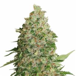 Gorilla Cookies de Seed Stockers