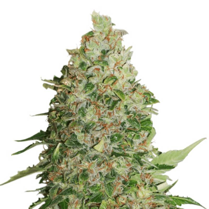 Gorilla Cookies de Seed Stockers Gorilla Cookies de Seed Stockers