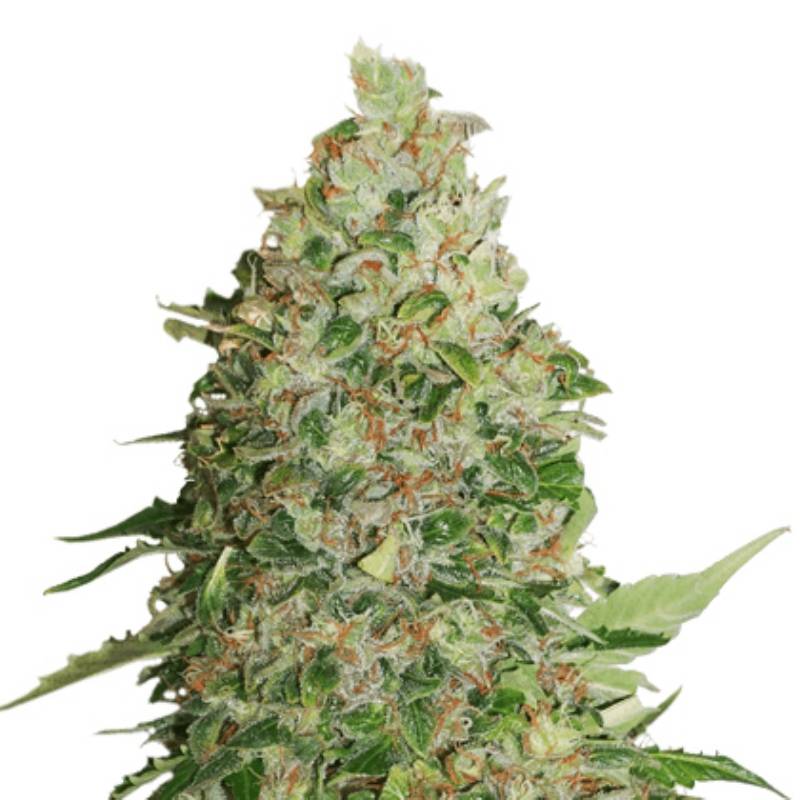 Gorilla Cookies de Seed Stockers