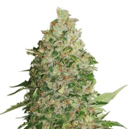 Green Crack de Seed Stockers