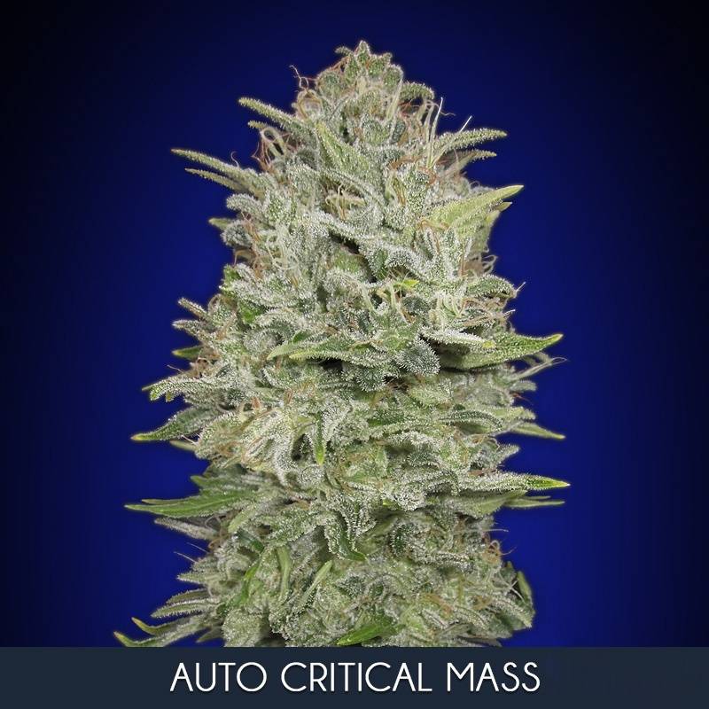 Critical Mass Feminizada de Advanced Seeds