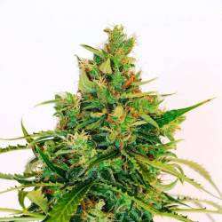 Amnesia Haze - OS de Genericos MP