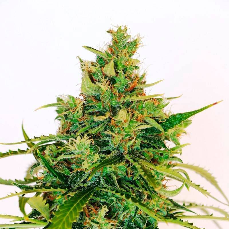 Amnesia Haze - OS de Genericos MP Amnesia Haze - OS de Genericos MP