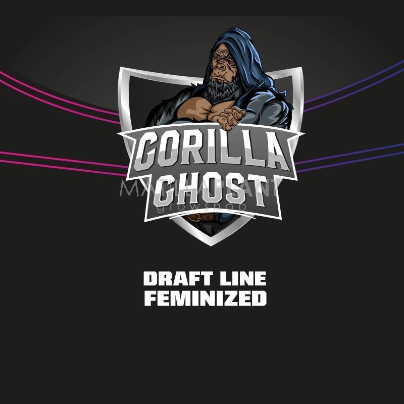 Gorilla Ghost - BSF