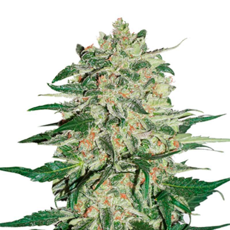 Big Bud Feminizada Granel - OS de Genericos MP