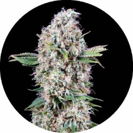 Melon Gum OS | Optima Seeds