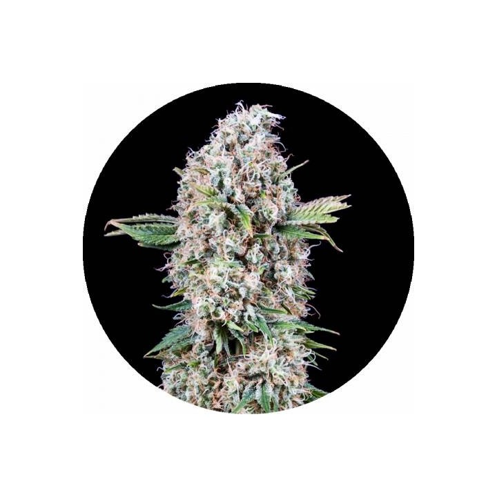 Melon Gum OS | Optima Seeds