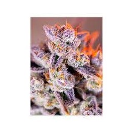 Tropicanna Poison XL Auto