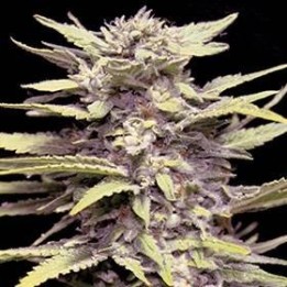 G13 LABS SEEDS BLUEBERRY GUM 5 semillas femeninas
