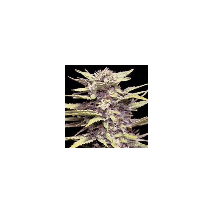G13 LABS SEEDS BLUEBERRY GUM 5 semillas femeninas