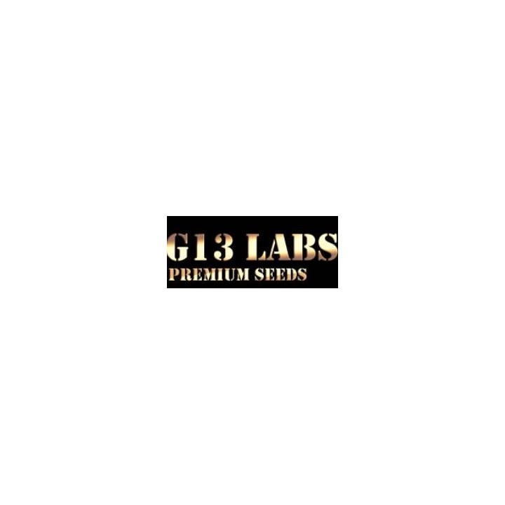 G13 LABS SEEDS BLUEBERRY GUM 5 semillas femeninas