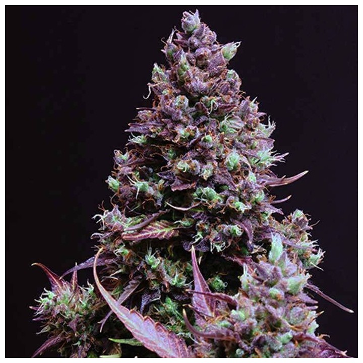CARAMEL AUTO