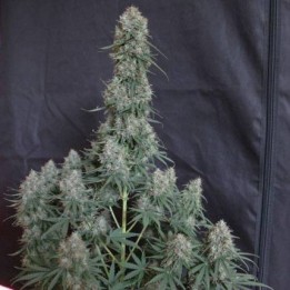 Blueberry Auto Optima seeds, MatillaPlant