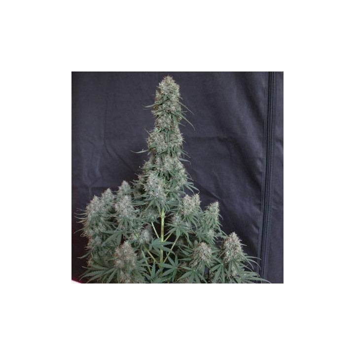 Blueberry Auto Optima seeds, MatillaPlant