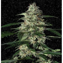 Auto skunk | Producciones bestiales | MatillaPlant