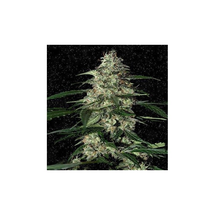 Auto skunk | Producciones bestiales | MatillaPlant