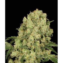 Ak Full Auto | Sumo Seeds | Semillas Autoflorecientes | Precio ☑️