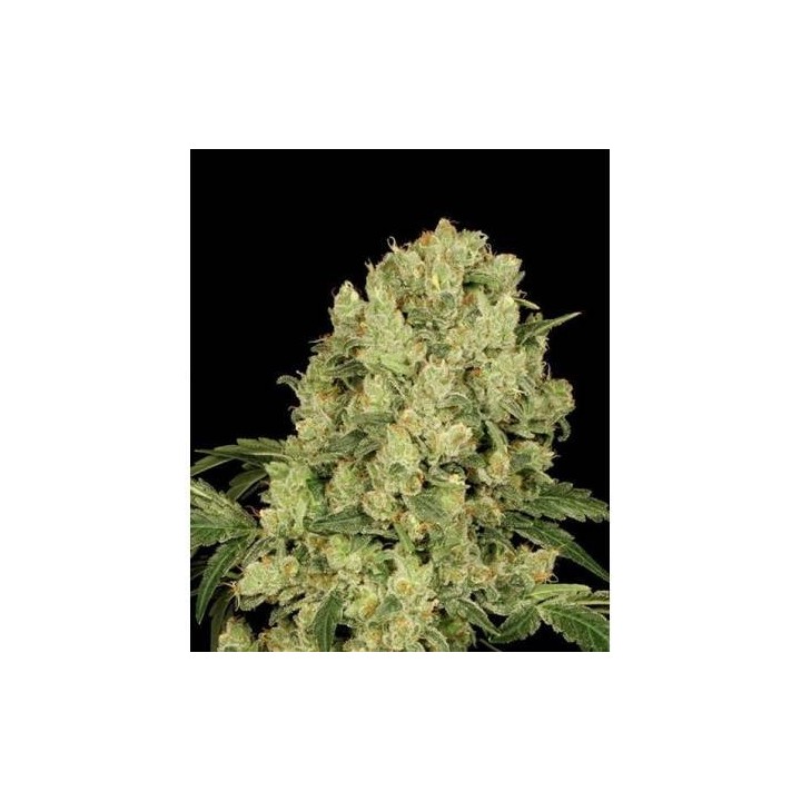 Ak Full Auto | Sumo Seeds | Semillas Autoflorecientes | Precio ☑️
