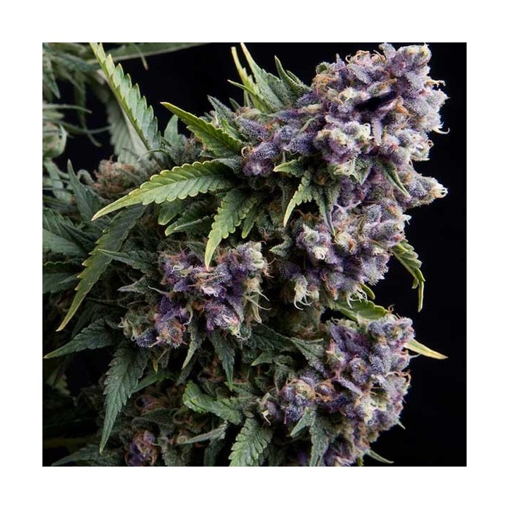 Purple Autofloreciente Feminizada de Original Sensible