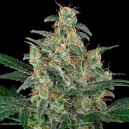 ▷ Comprar Cheese granel Optima Seeds  - MatillaPlant