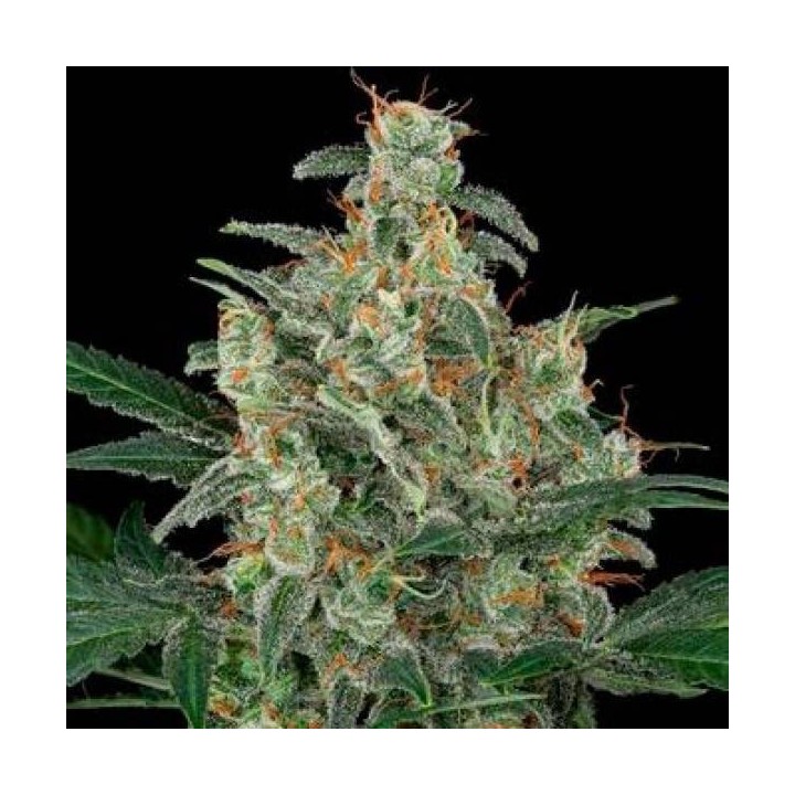 ▷ Comprar Cheese granel Optima Seeds  - MatillaPlant