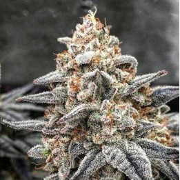 Wedding Cake OS Feminizada | Optima Seeds | MatillaPlant