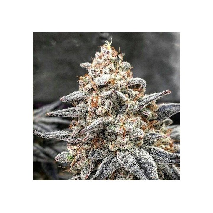 Wedding Cake OS Feminizada | Optima Seeds | MatillaPlant