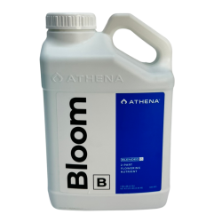 Bloom B  Athena