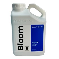 bloom B athena