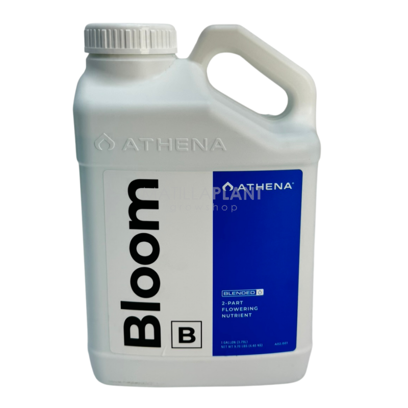 bloom B athena