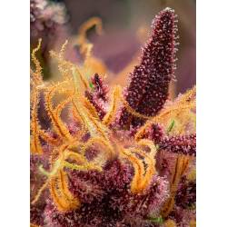 detalle red mimosa xl auto sweet seed matillaplant