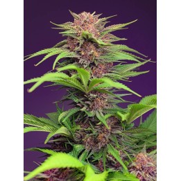 red mimosa xl auto sweet seed matillaplant.com