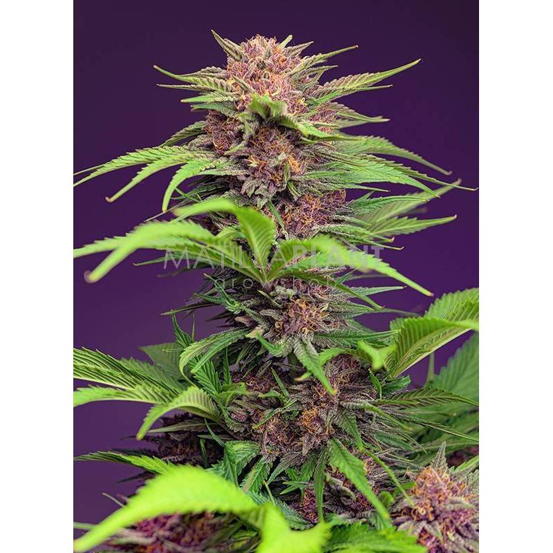 red mimosa xl auto sweet seed matillaplant.com